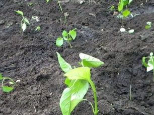 Controleer of paprika's stevig in alle gaten zijn bevestigd