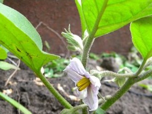 Aubergine dressing