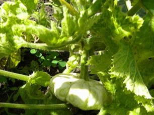 Pompoen en Courgette Ziekte Mozaïek