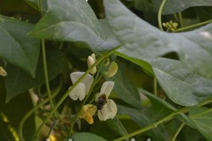 Mga tampok ng lumalagong beans