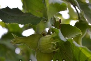 Kailangan ko bang pakainin ang mga hazelnuts