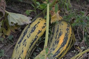 Funksjoner av voksende zucchini