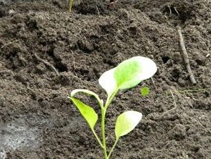 Topp auberginebunnen med tørr, knust jord