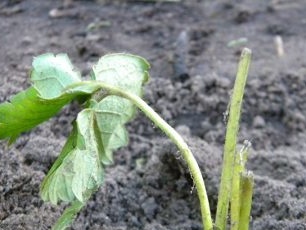 Aardbeien planten in de herfst