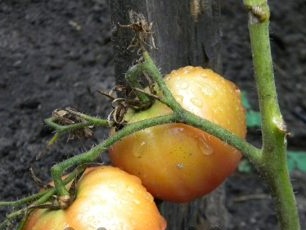 Hoe zorg je voor tomaten?