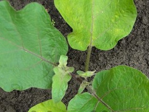 Auberginepleie under dyrking