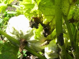 Methoden om met Mozaïek in plantaardige planten om te gaan