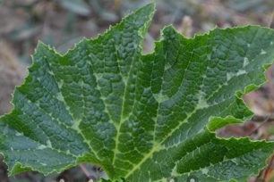 Toppen av planten er klemt, og blomstene blir fjernet