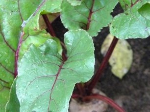 Beet top dressing