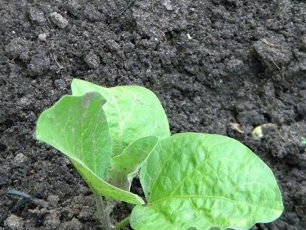 Hvordan plante aubergineplanter