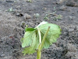 Høst jordbærplanting