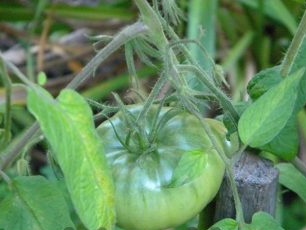 Hoe tomaten op de juiste manier te verzorgen