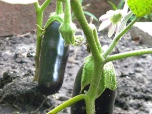 Hvordan øke hastigheten på aubergine