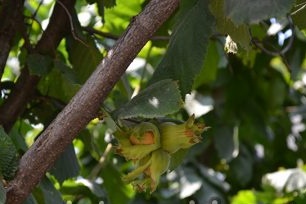 Kailangan mo bang i-cut hazelnuts