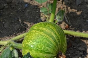 Poederspruiten - een verplichte landbouwpraktijk om de ontwikkeling van fruit te versnellen