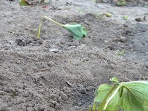 Hoe aardbeien in de herfst te planten