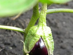 Hoe zorg je voor aubergine?