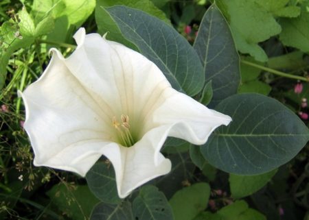 Datura bloemenfoto en beschrijving