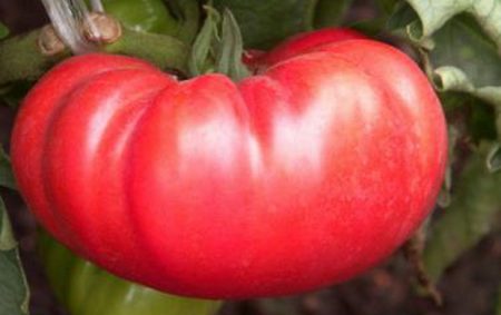 Mga Kolektor ng Tomato ng Kolektor para sa 2017