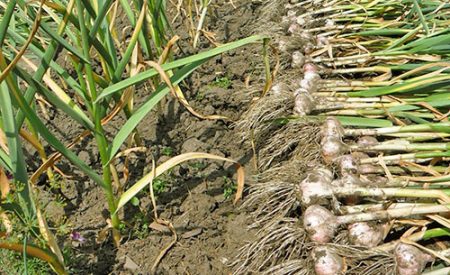 Wat te planten na knoflook volgend jaar