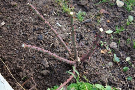 Hoe rozen voor te bereiden op de winter in de buitenwijken