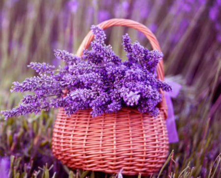 Lavendel: beplantning og stell i det åpne bakken