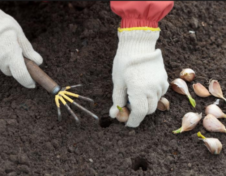 Hvordan forberede en hvitløksbed for planting