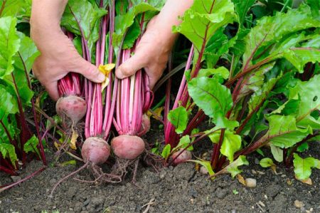 Wat te planten na wortelen