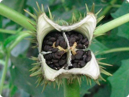 Datura blomsterfoto og beskrivelse