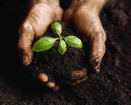 Wat te planten na komkommers