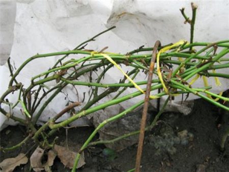 Hoe rozen voor te bereiden op de winter