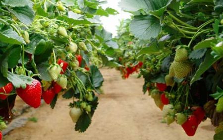 Do-it-yourself tall strawberry bed