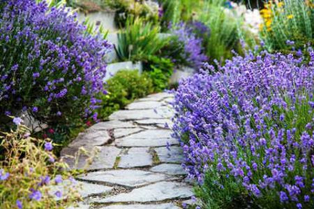 Lavendel: beplantning og stell i det åpne bakken