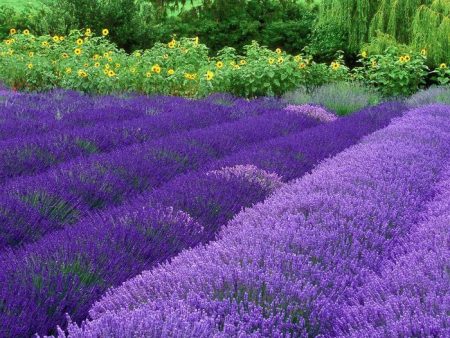 Lavendel: beplantning og stell i det åpne bakken