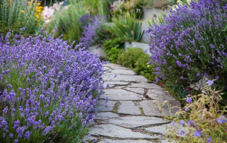 Lavendel: beplantning og stell i det åpne bakken