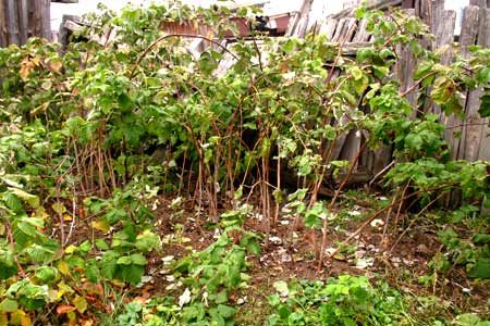 Paano maghanda ng mga raspberry para sa taglamig sa mga suburb