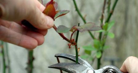 Paano maghanda ng mga rosas para sa taglamig sa mga suburb