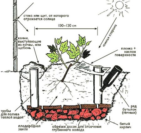 vyrashhivanie-vinograda-v-srednei% cc% 86-polose-sovety