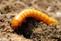 Wireworm i poteter, hvordan bli kvitt om høsten