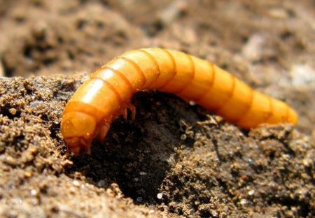 De draadworm in aardappelen, hoe zich te ontdoen van in de herfst