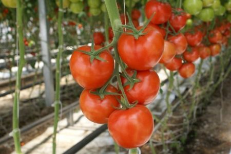 Tomaten in de kas