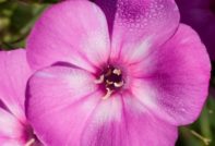 phlox