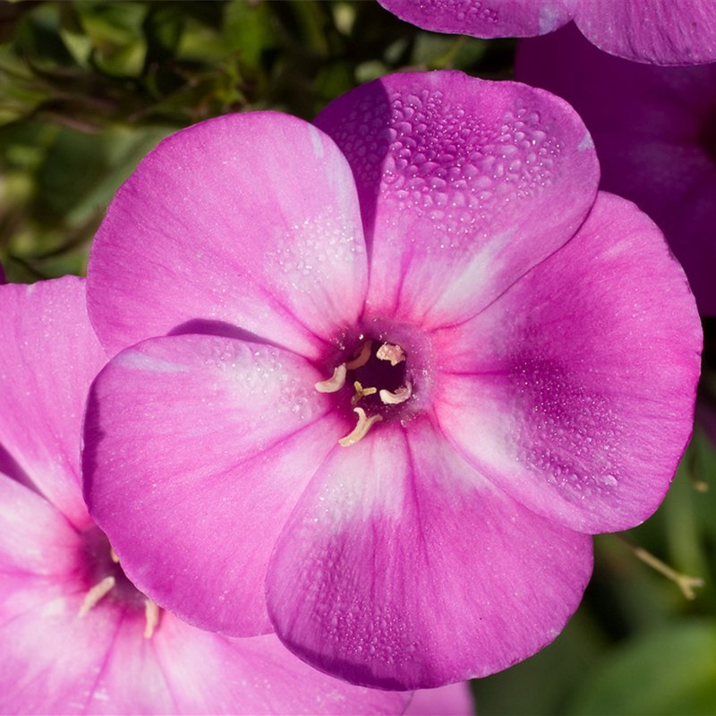 phlox