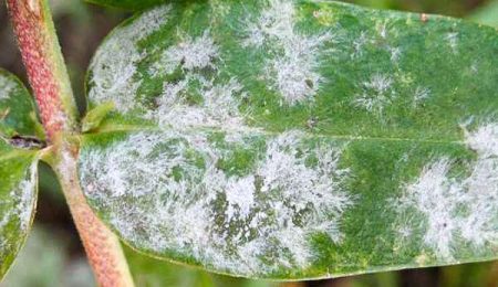 Ang pulbos na amag sa phlox, kung paano mapupuksa