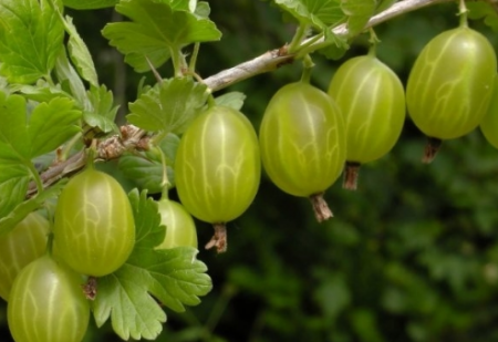 Gooseberry 