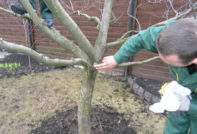 Verwerking van appelbomen in de herfst van ziekten en plagen