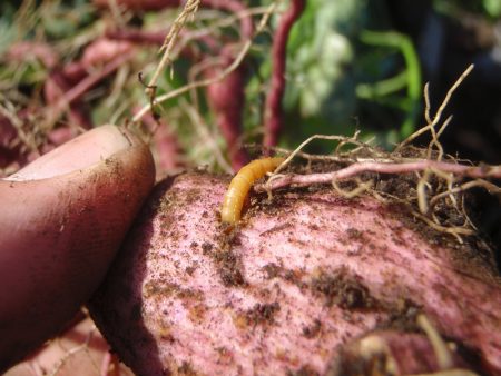 Potato wire