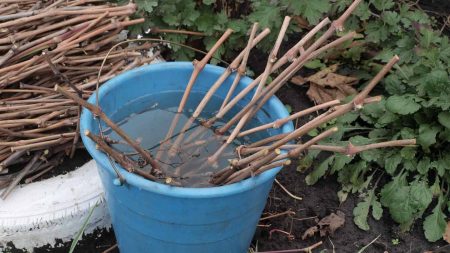 Druivenstekken oogsten in de herfst