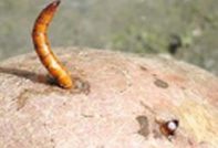 Wireworm i poteter, hvordan bli kvitt