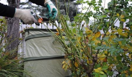 Moet ik voor de winter bladeren van een roos plukken?